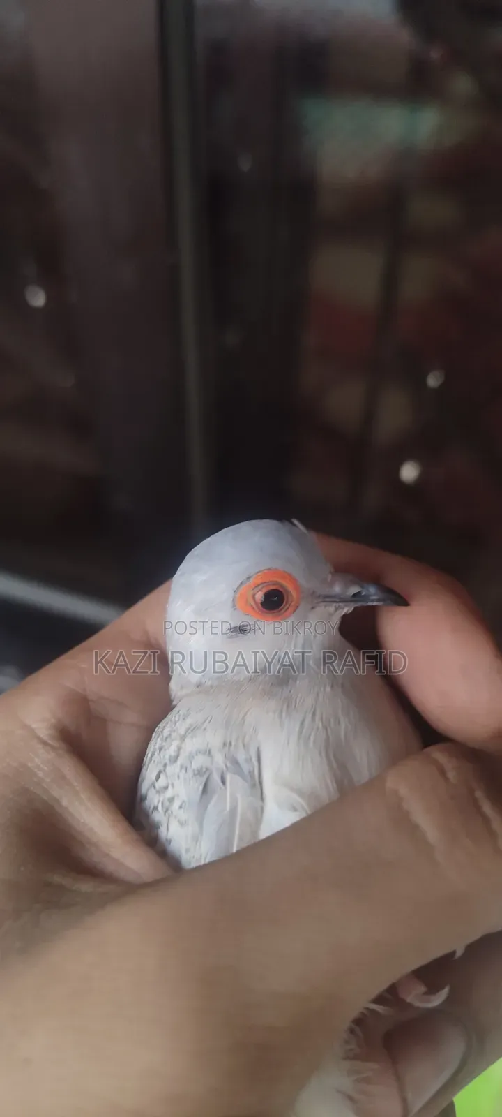 Diamond Dove - female, one piece