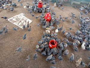 মিশরীয় ফাওমি মুরগি