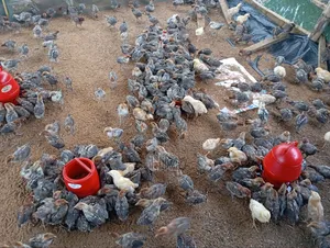 Egyptian Fayoumi Chicken