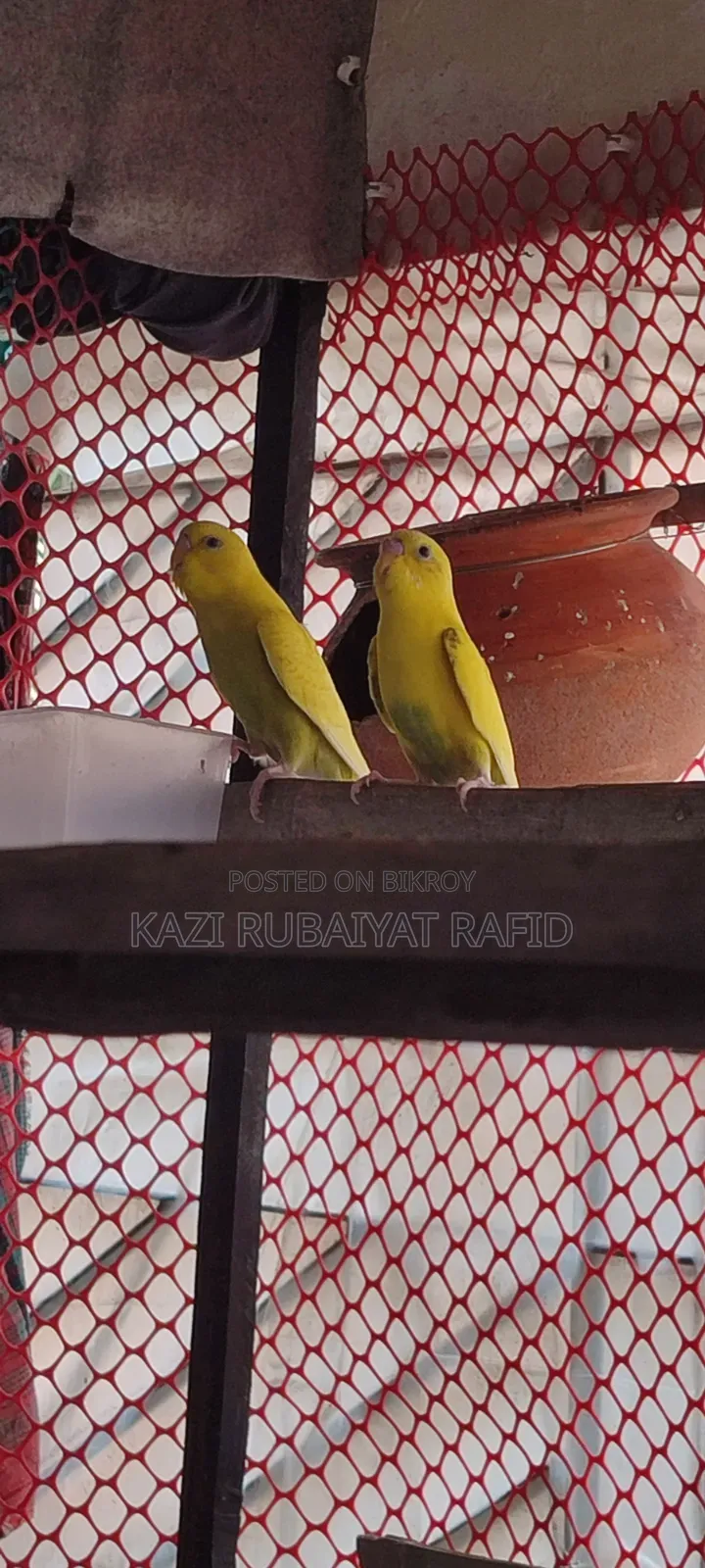 Budgerigar 2 Male High Flying Colony Bird