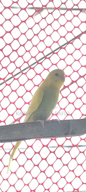 Budgerigar 2 Male High Flying Colony Bird