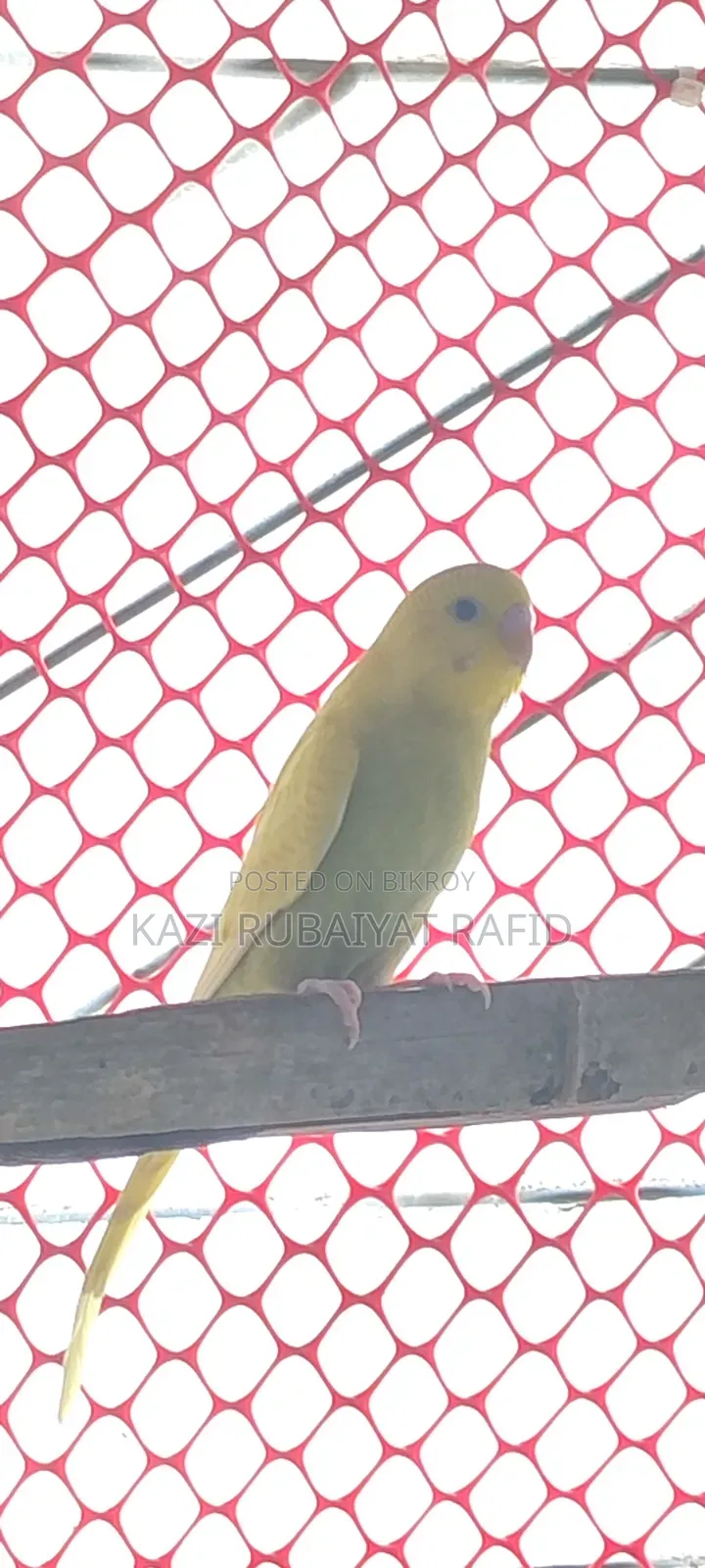 Budgerigar 2 Male High Flying Colony Bird