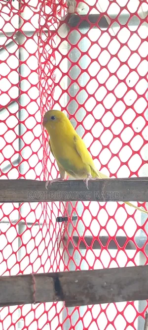 Budgerigar 2 Male High Flying Colony Bird