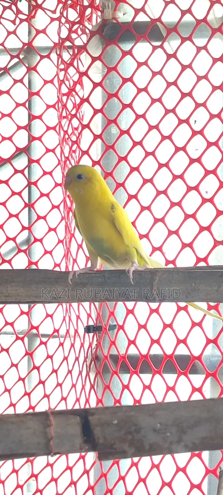 Budgerigar 2 Male High Flying Colony Bird
