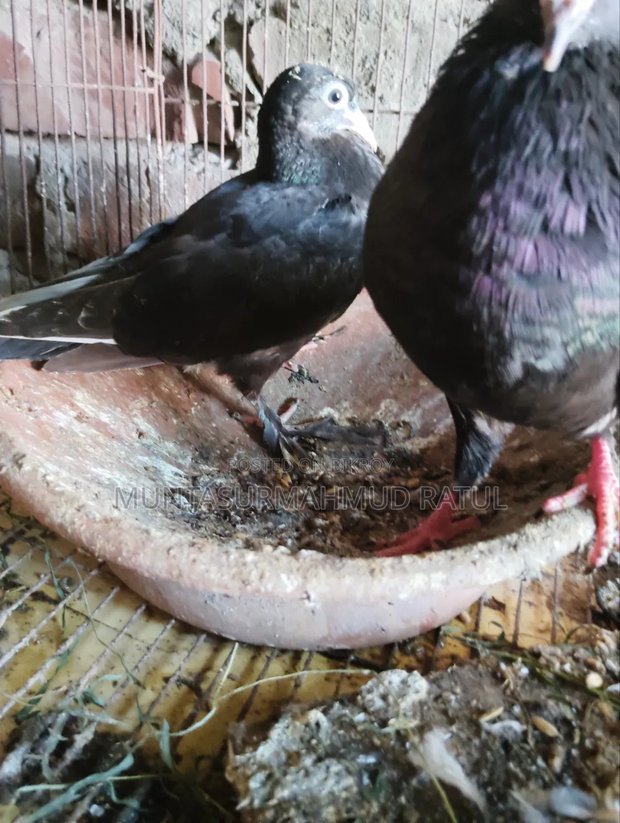 Cage and Pigeon
