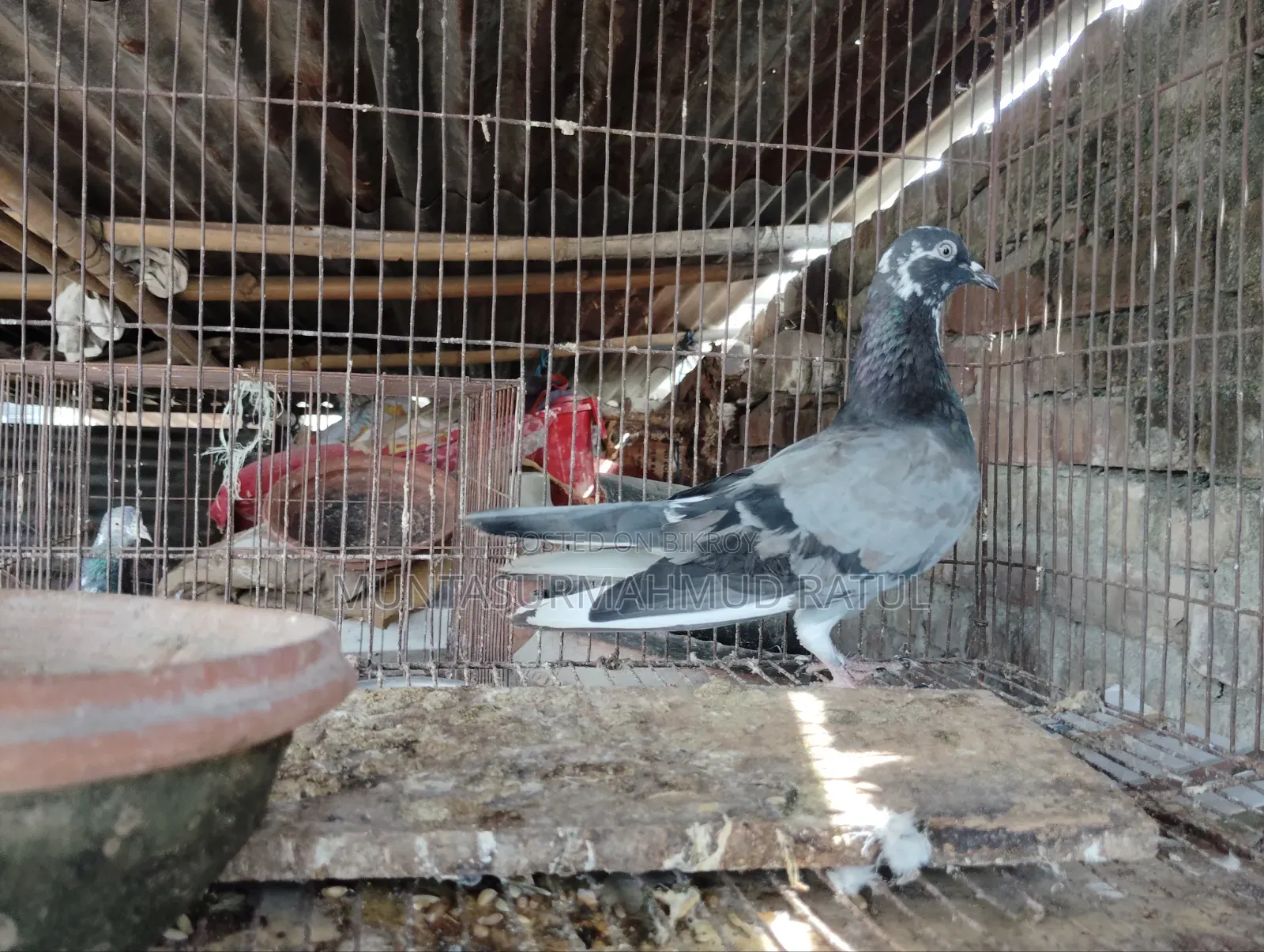Cage and Pigeon