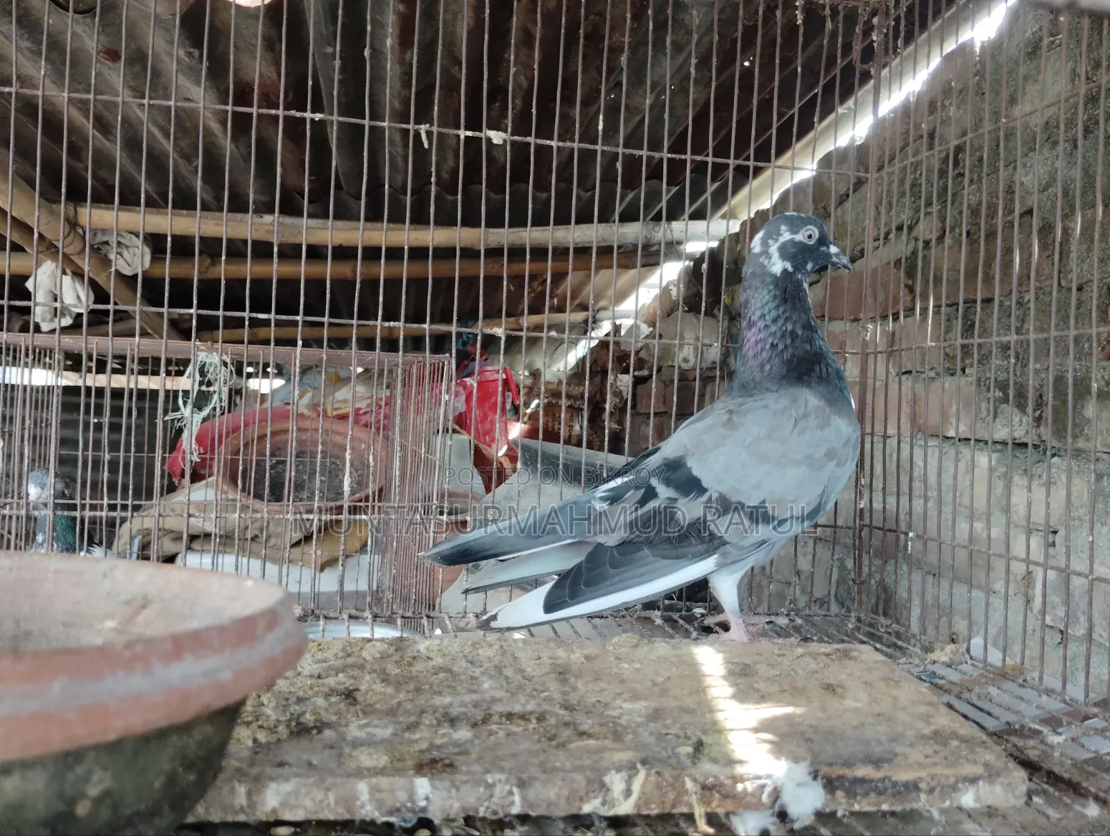 Cage and Pigeon