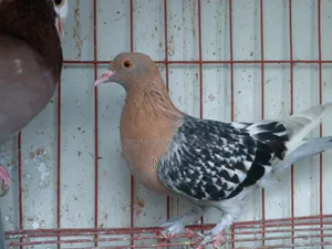Nuremberg Lark Female