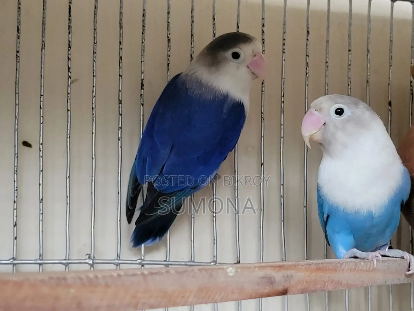 Love Birds Breeding Pair Location: Kuripara, Uttarkhan.
