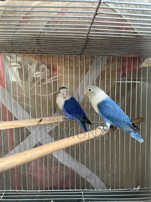 Love Birds Breeding Pair Location: Kuripara, Uttarkhan.