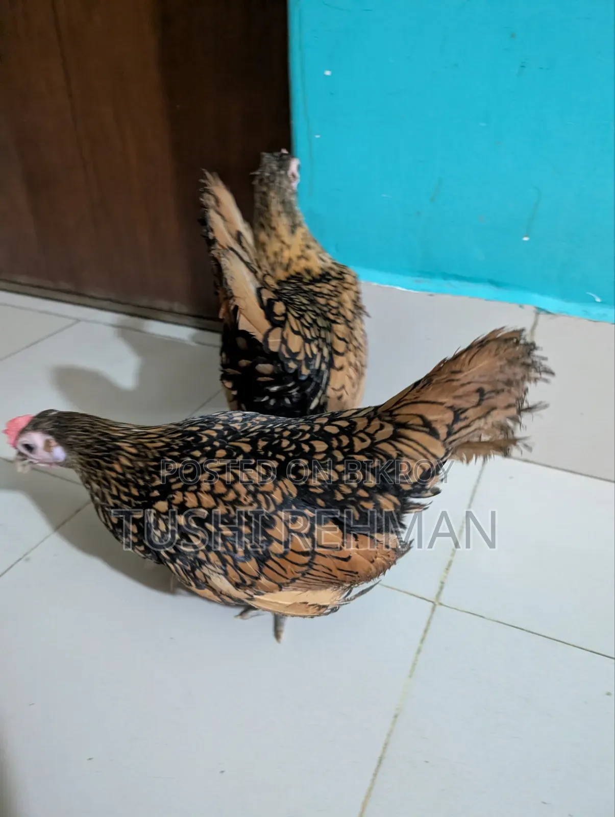 Golden Sebright