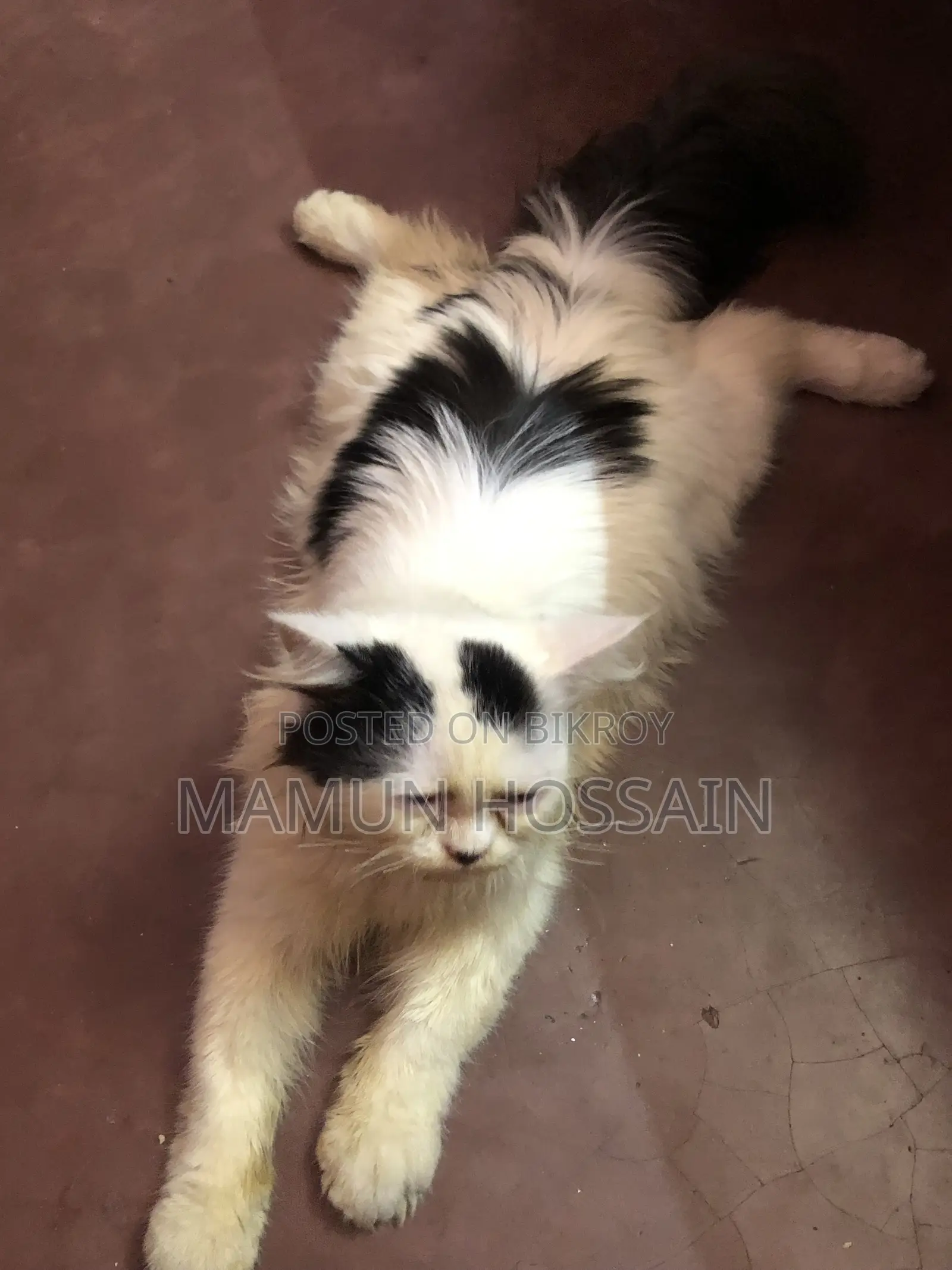 6-12 months Male Purebred Persian