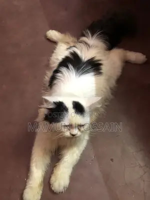 ৬-১২ মাস বয়সী পুরুষ খাঁটি পার্সিয়ান বিড়াল