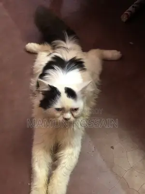 6-12 months Male Purebred Persian
