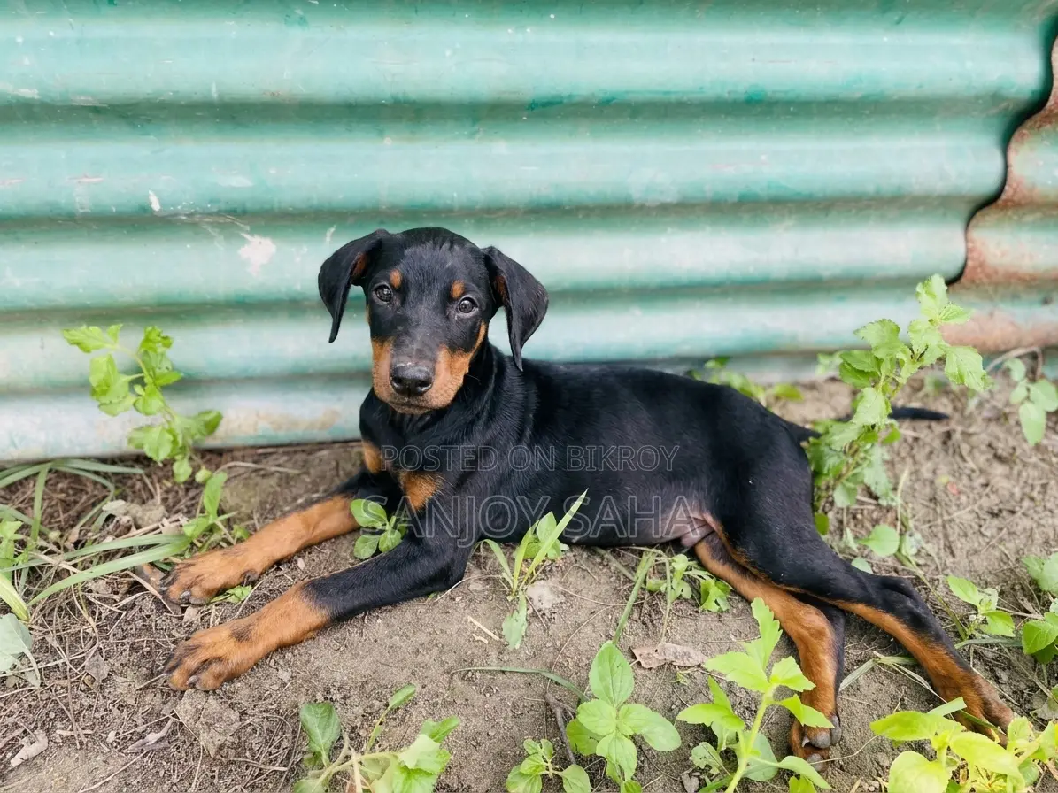 1-3 Months Male Purebred Doberman Pinscher