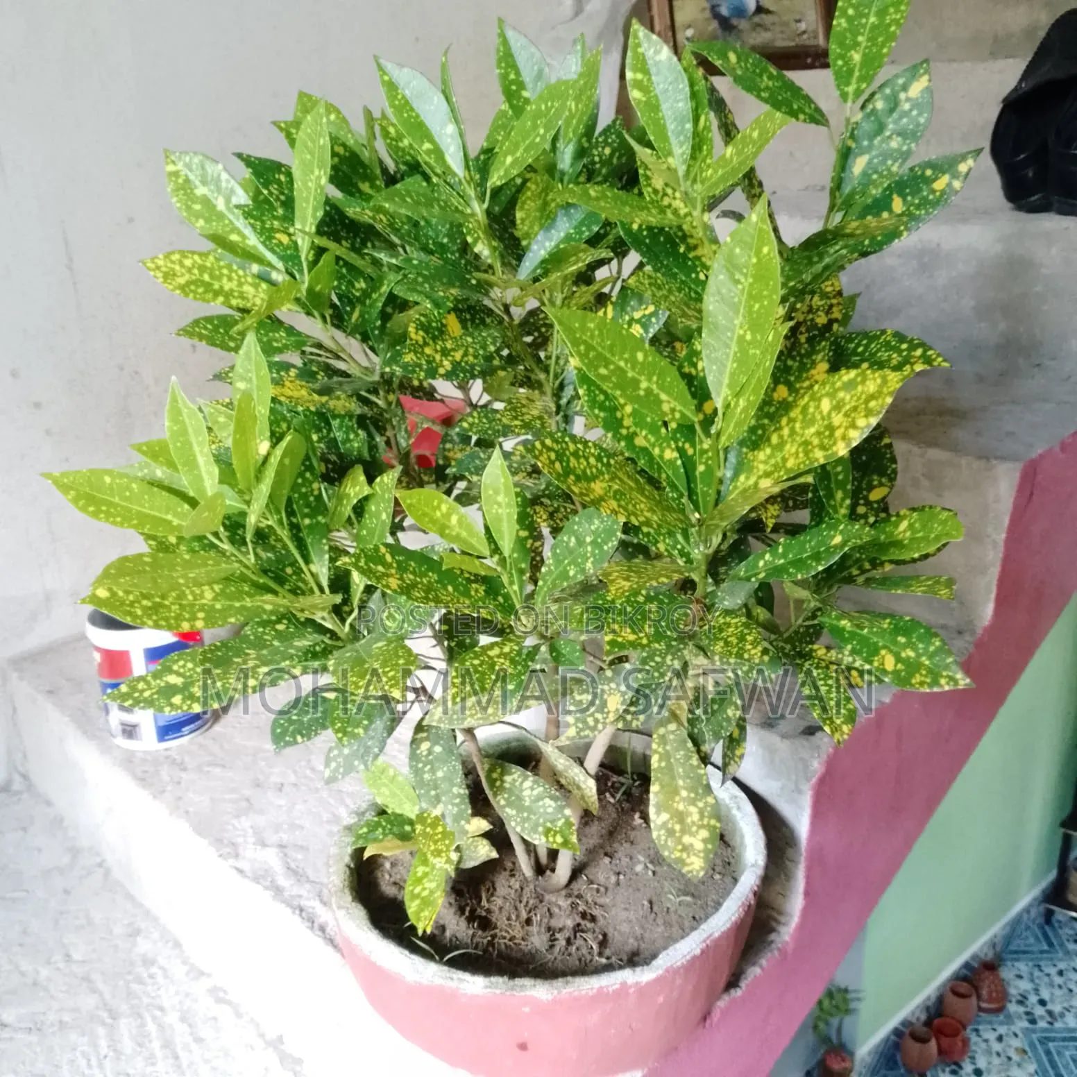 চিতা পাতা বাহার