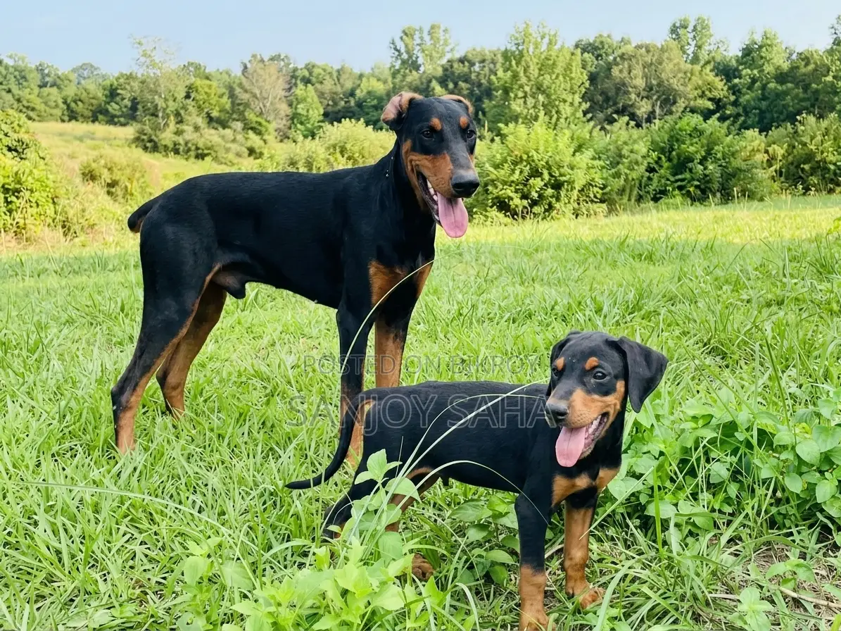 1-3 Months Female Purebred Doberman Pinscher