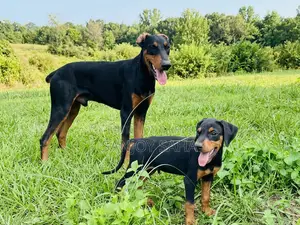 1-3 Months Female Purebred Doberman Pinscher
