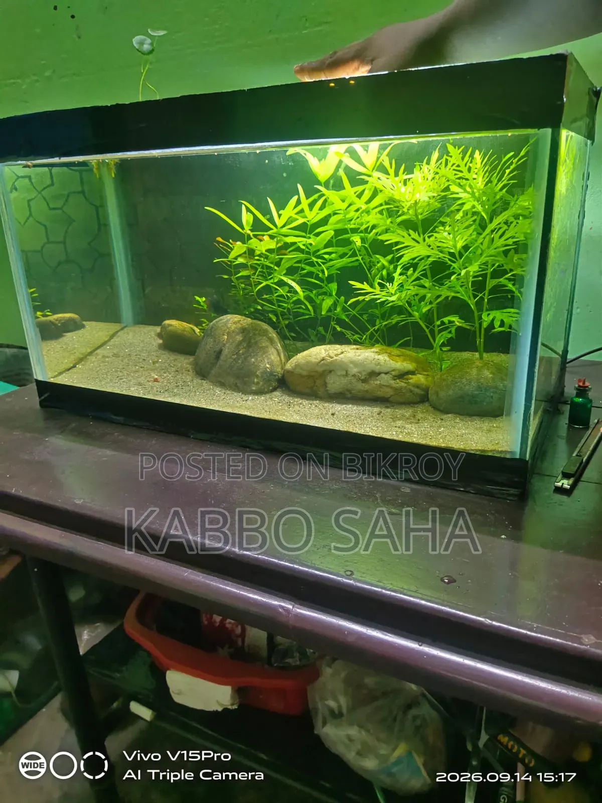 Black Moscow Guppy