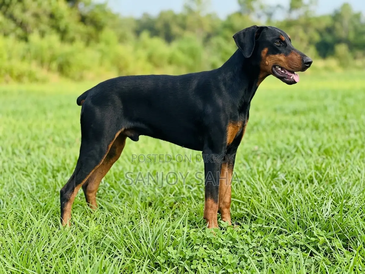 6-12 months Male Purebred Doberman Pinscher