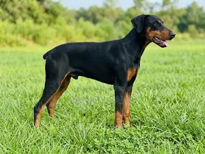6-12 months Male Purebred Doberman Pinscher
