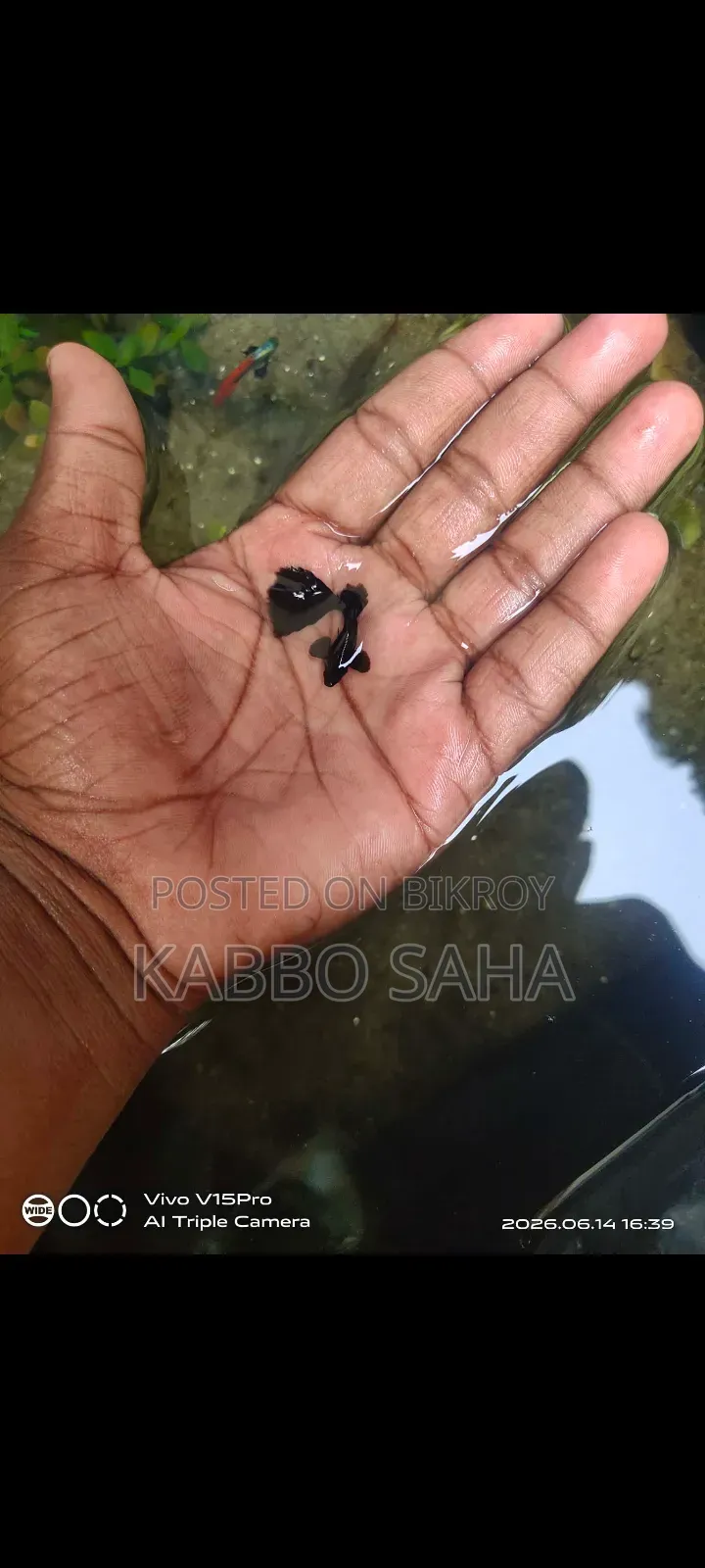 Black Moscow Guppy