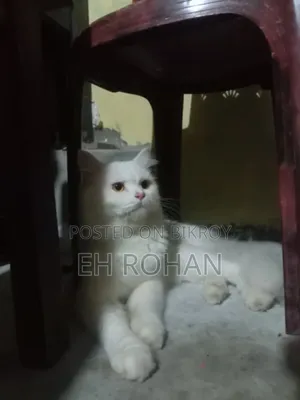 3-6 months Male Purebred Persian
