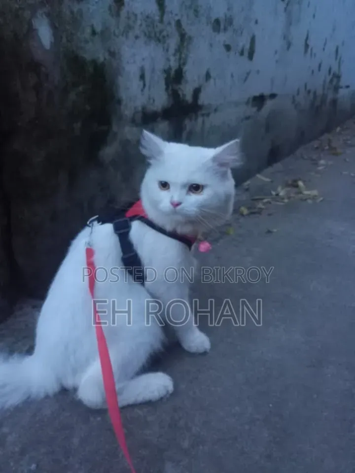 3-6 months Male Purebred Persian