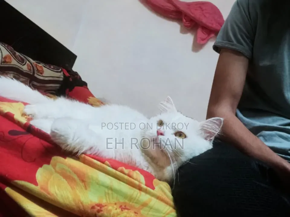 3-6 months Male Purebred Persian