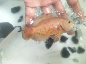 Oscar Fish