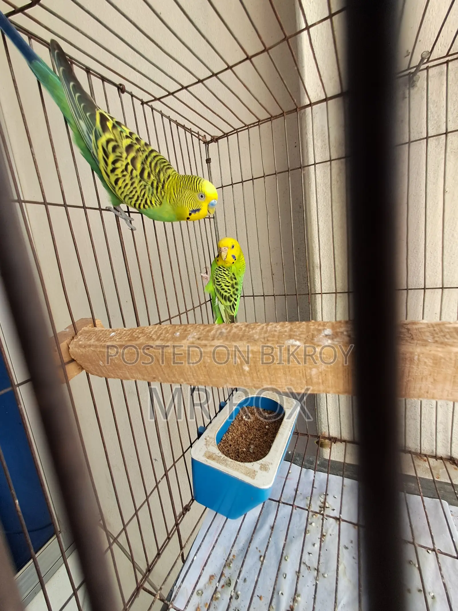 Budgerigar Bird + Cage