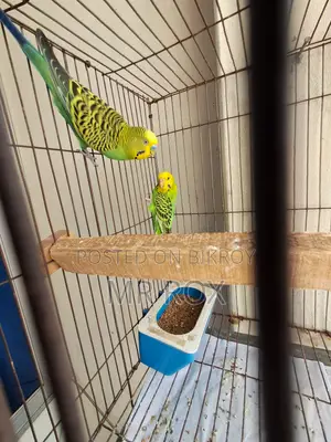 Budgerigar Bird + Cage