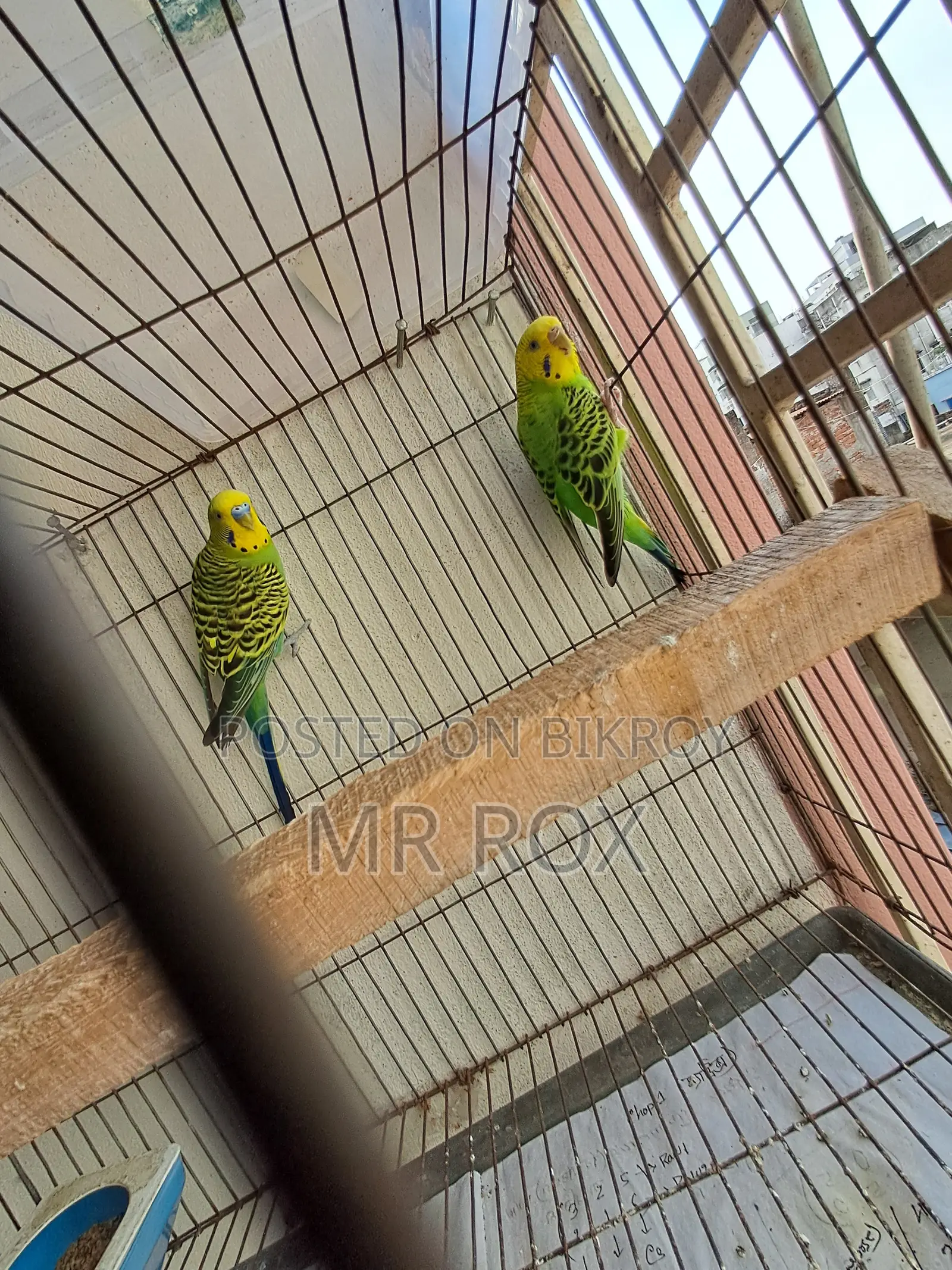 Budgerigar Bird + Cage