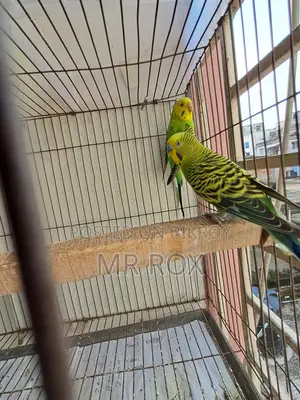 Budgerigar Bird + Cage