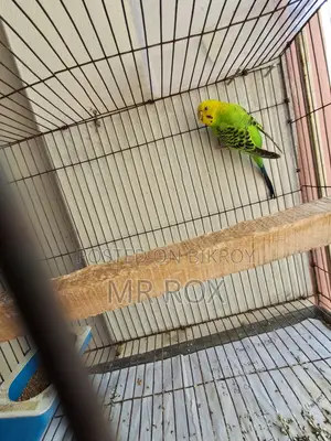 Budgerigar Bird + Cage