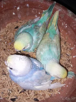 Rainbow Budgerigar