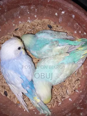 Rainbow Budgerigar