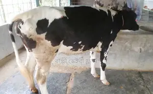 ১৬৩৬নং উন্নত জাতের বকনা গরু ।