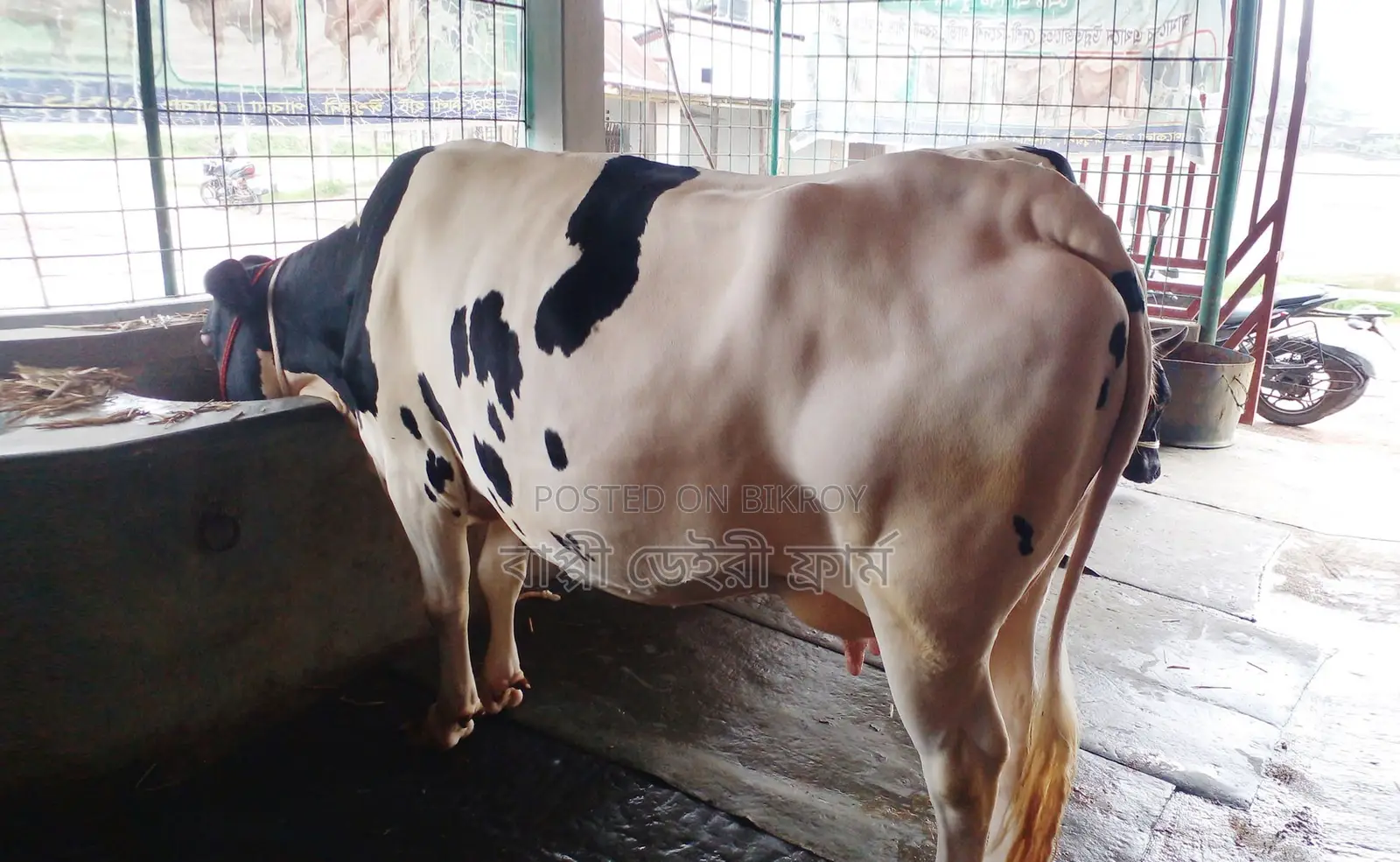 ১৬৩৭নং উন্নত জাতের গাভী গরু ।
