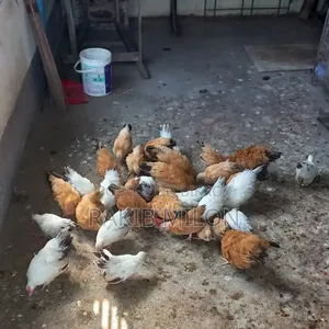 জাপানিজ ব্যান্থাম মোরগ মুরগি