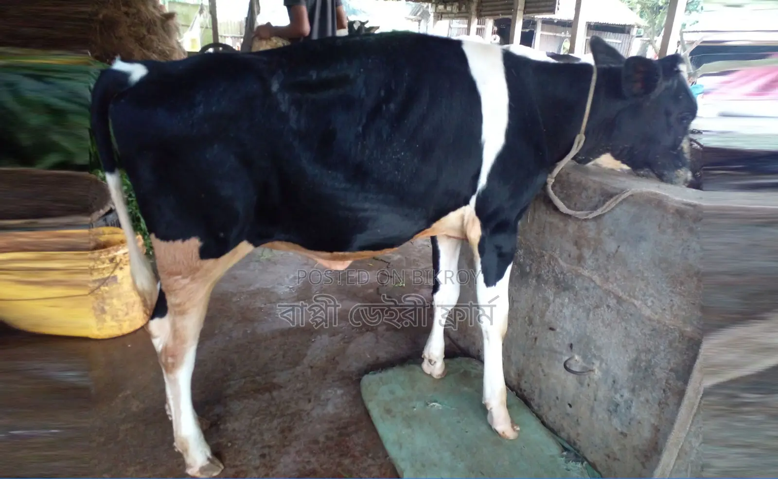 Improved breed heifer number 1638 will be sold.