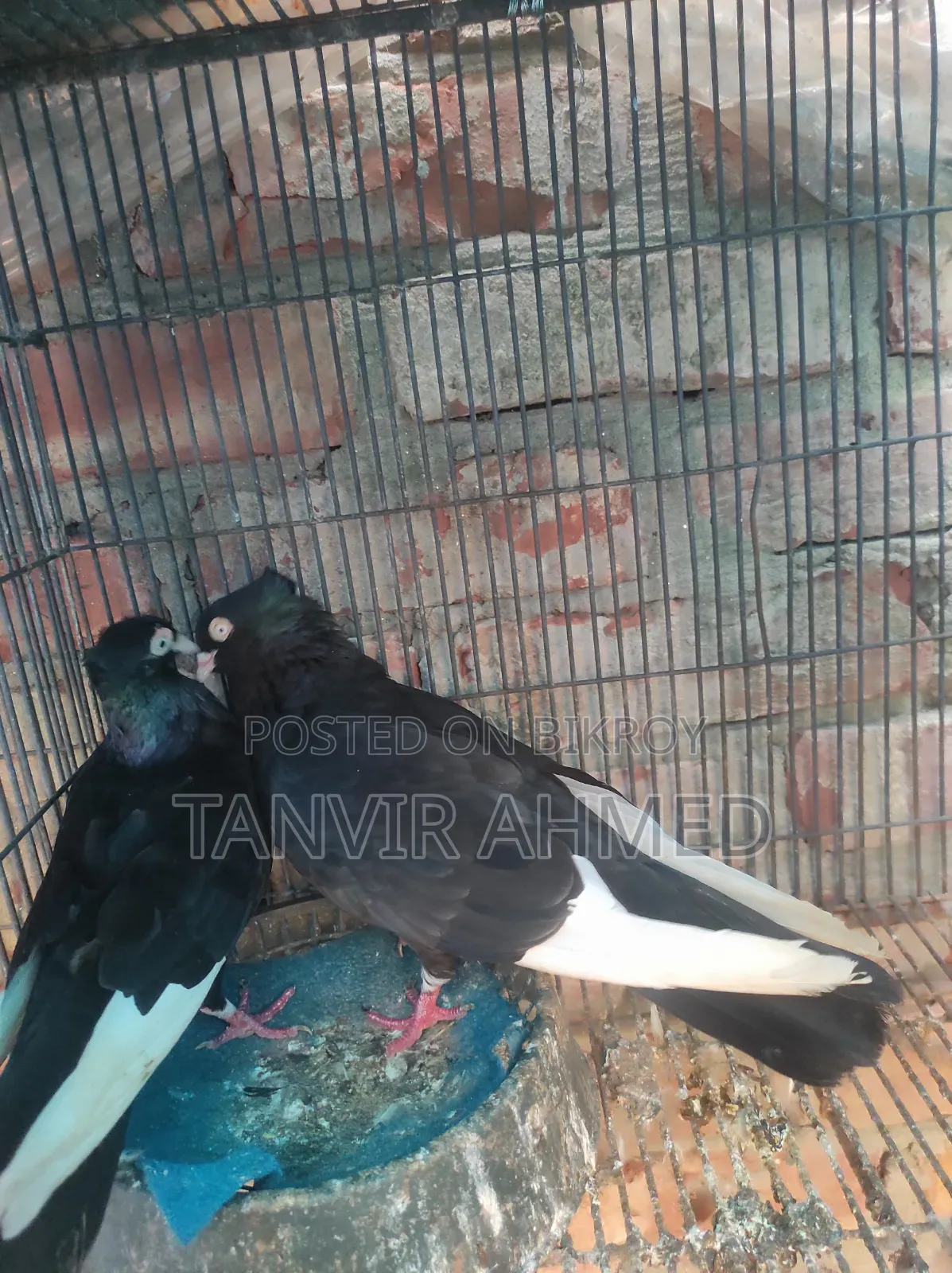 মেহেদী হাসান