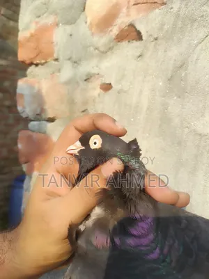 মেহেদী হাসান