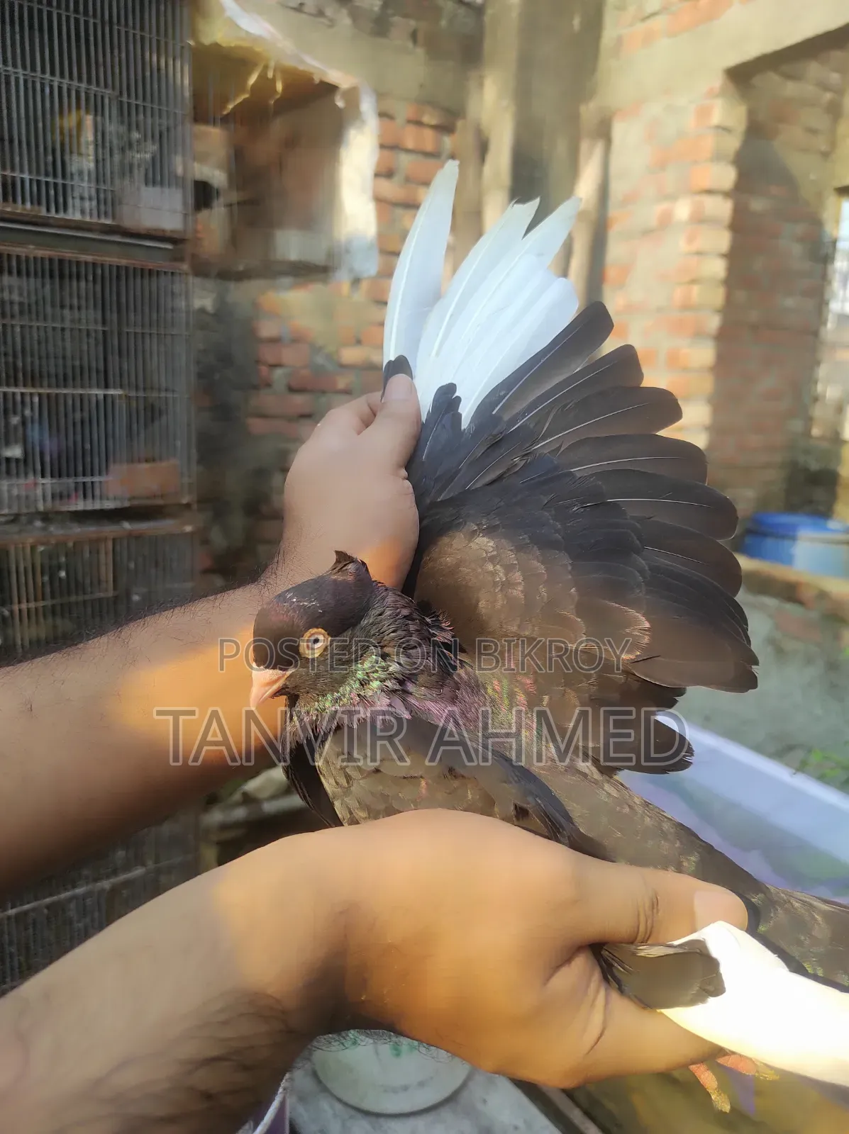 মেহেদী হাসান