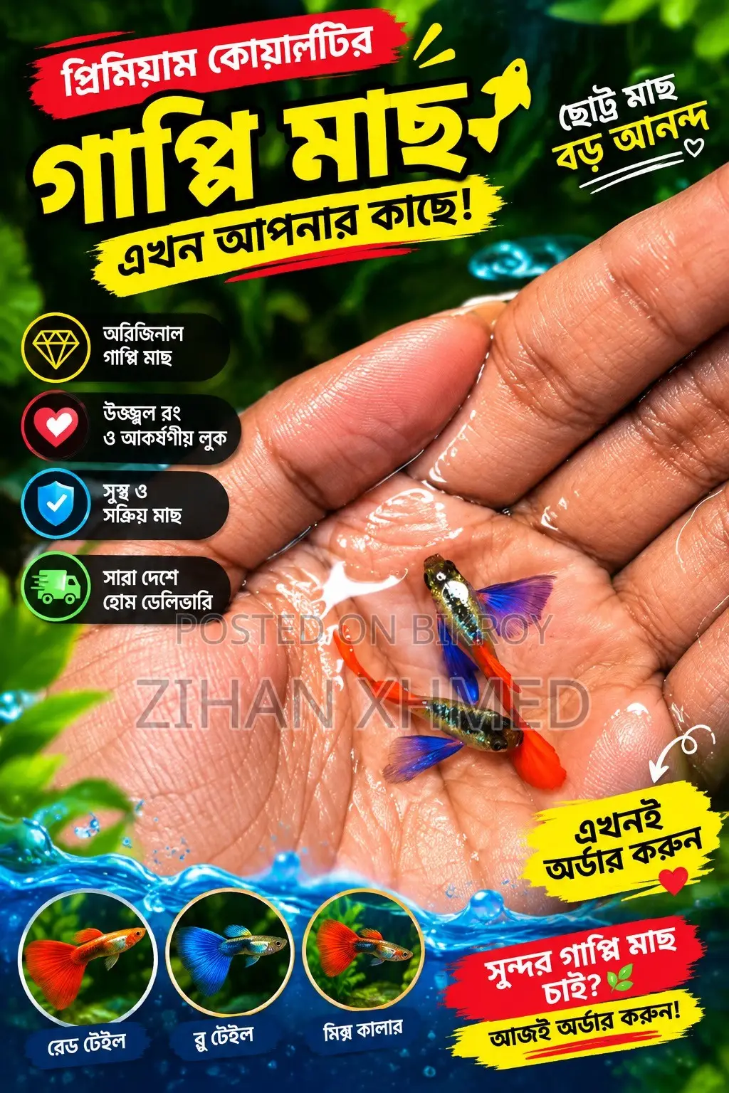 Healthy RTP Guppy Fish Male Female Available