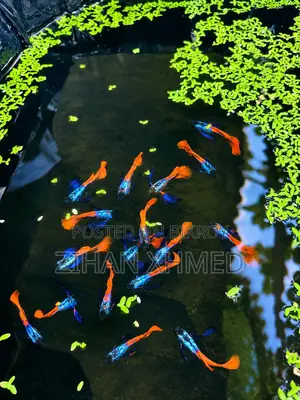 Healthy RTP Guppy Fish Male Female Available