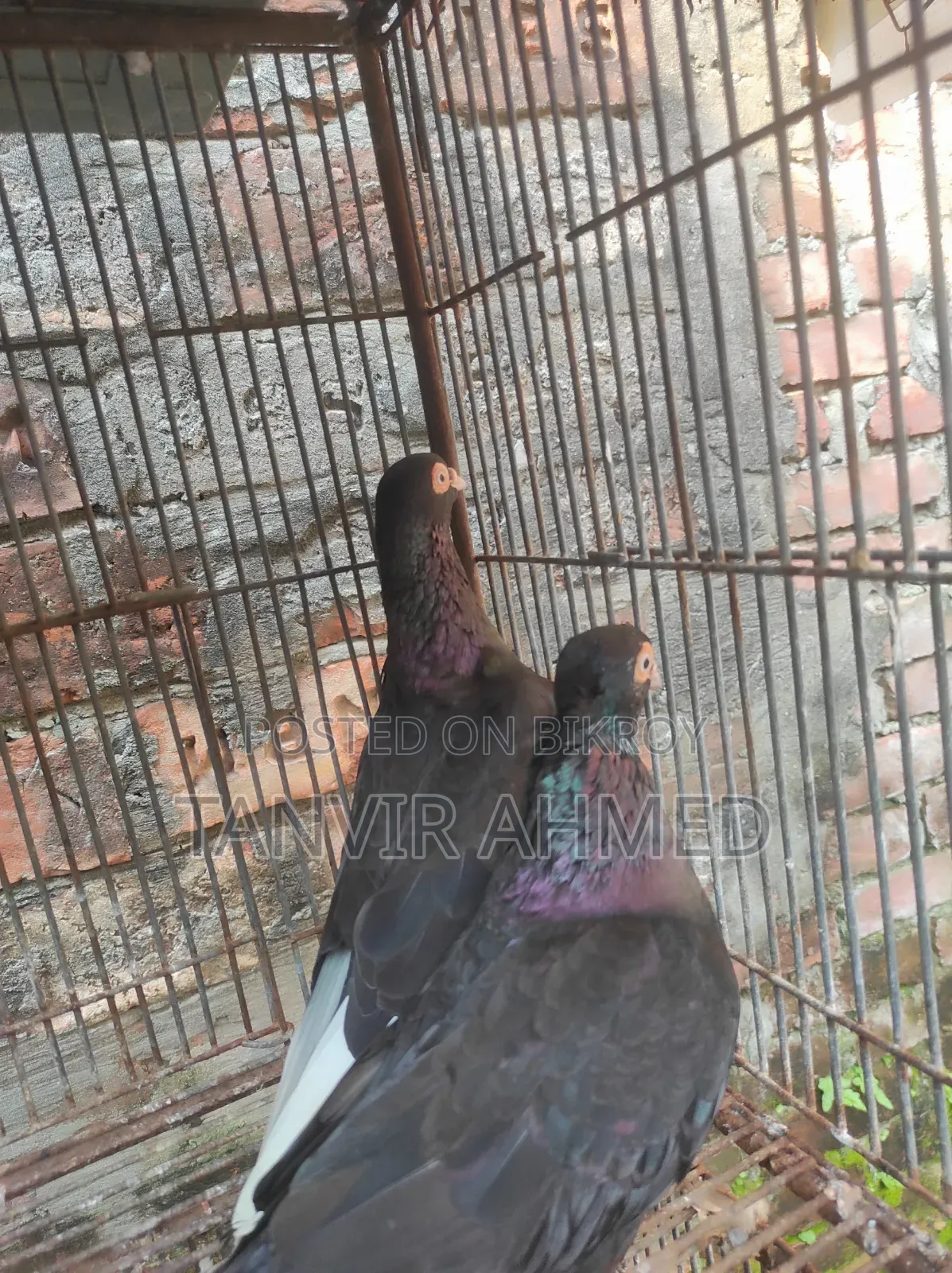 মেহেদী হাসান