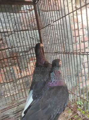 মেহেদী হাসান