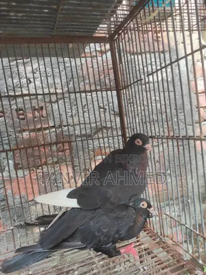 মেহেদী হাসান