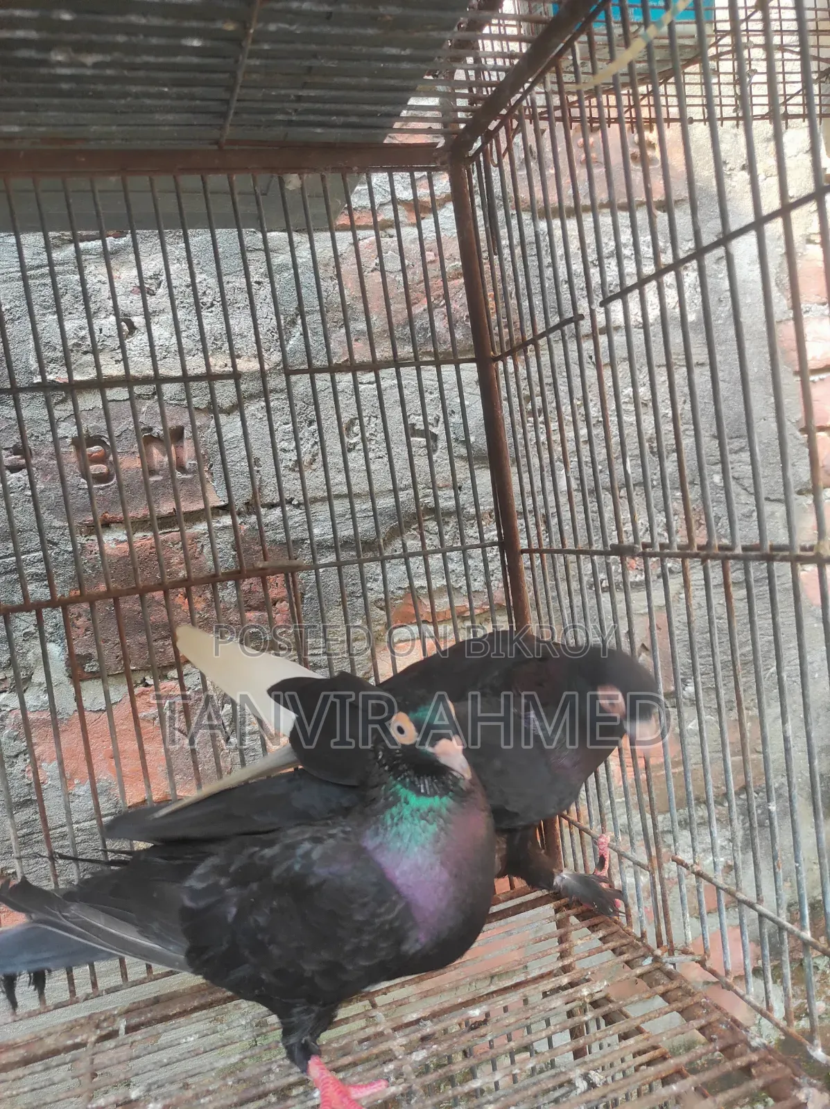 মেহেদী হাসান